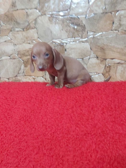 Pui tecke roscat mascul