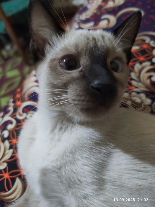 Сиамский котенок, кошечка