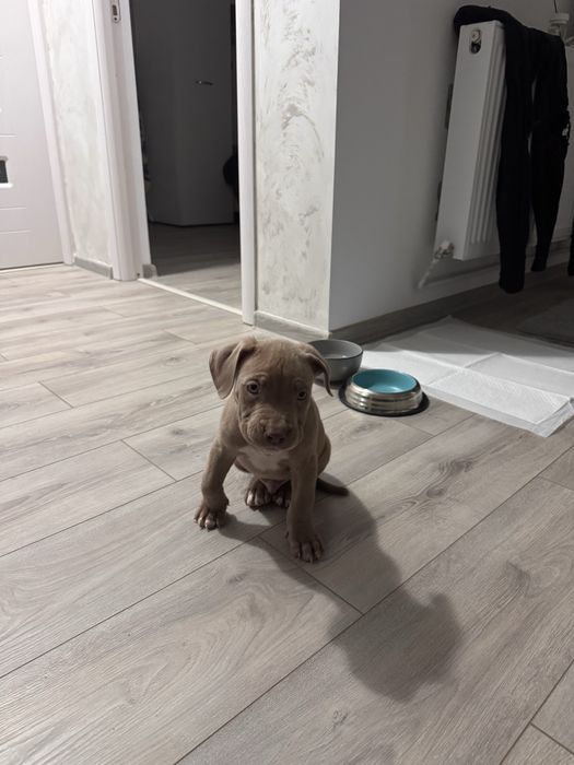 american stanfordshire terrier