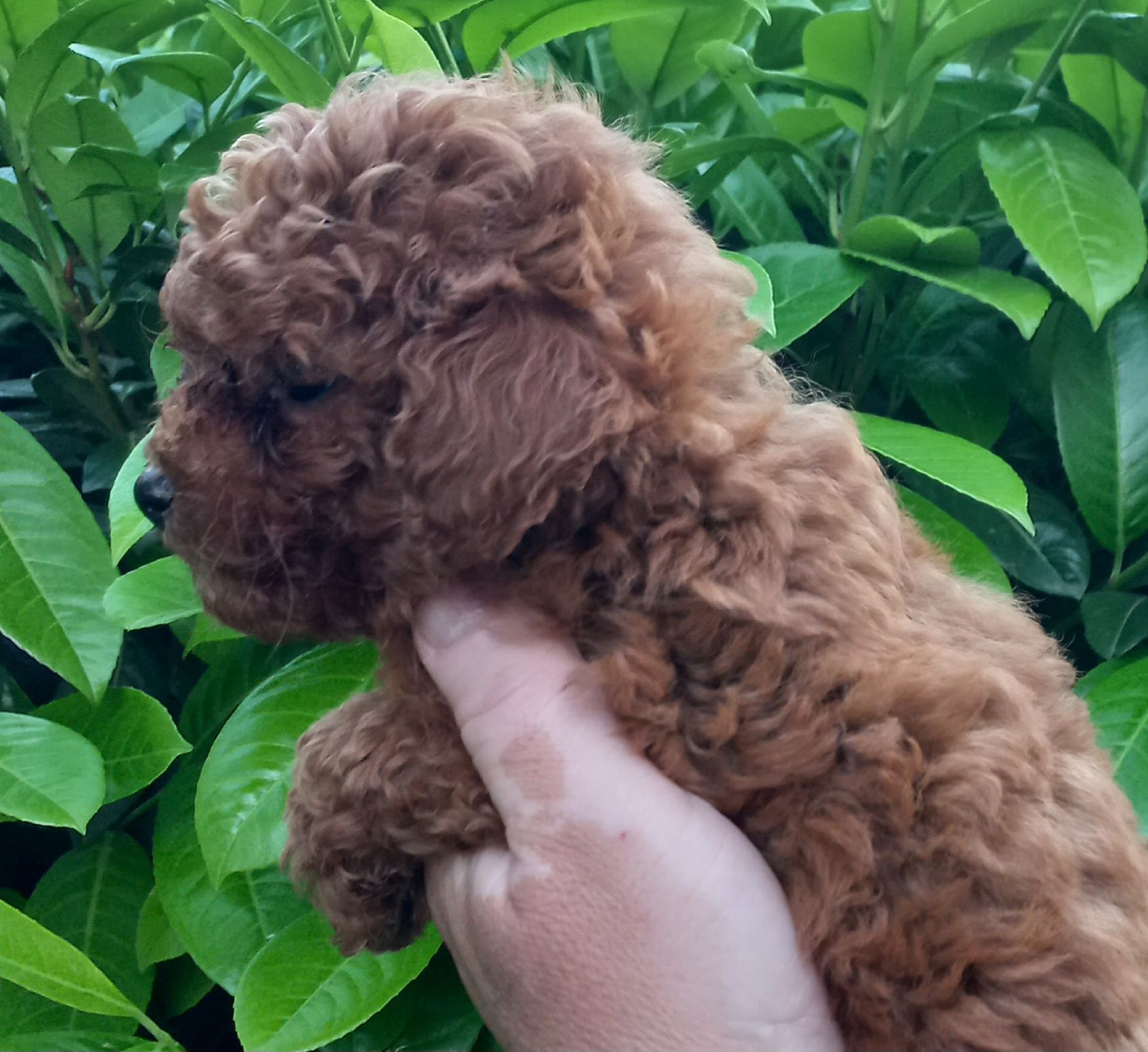 Той Пудел/ Toy poodle