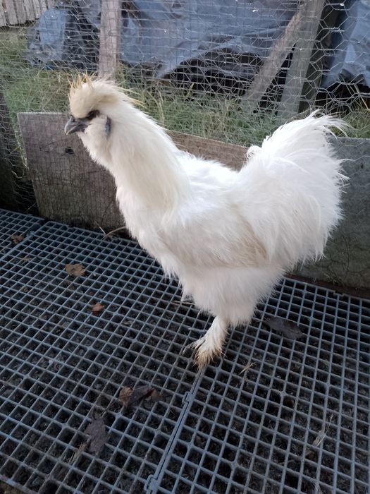 Oferta!Cocosi mătase japoneza!