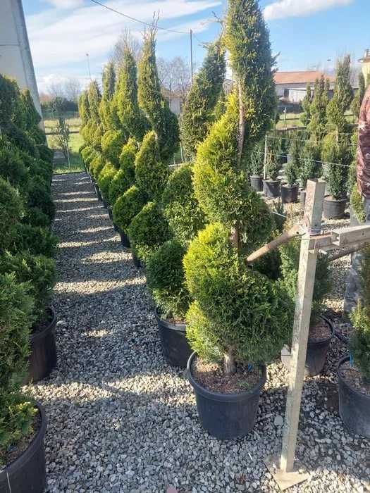 Oferta Cupressocyparis Leylandii Spirala