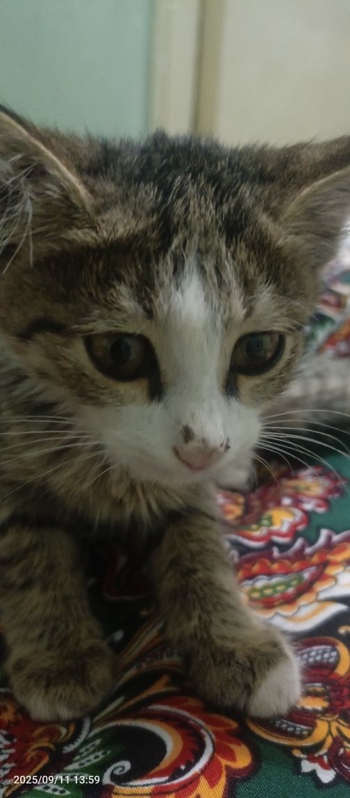 котёнок около 1-1.5 месяца пушистый