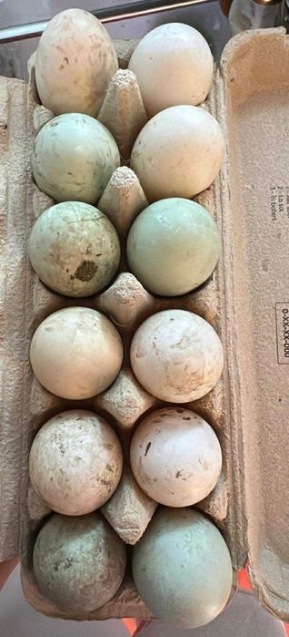 Rate motate. Si picheri