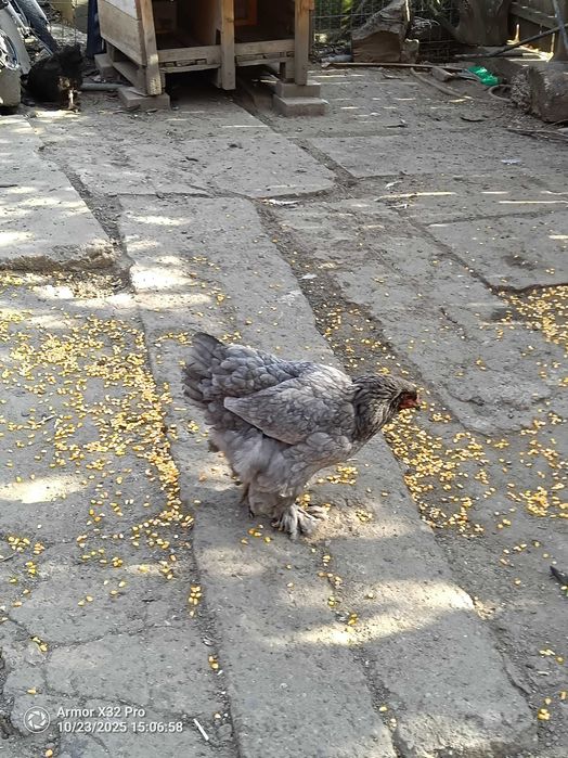 Vând găini brahma albastru din 2025 și cocosi diferite culori