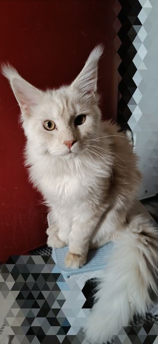Продам котика и кошечку Мейн Кун es11