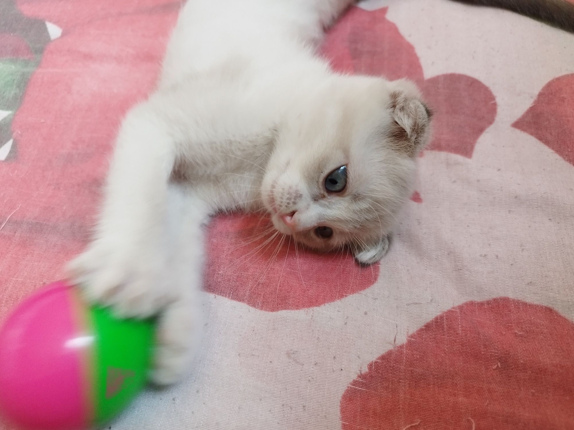 Скоттиш фолд Киз ва угил