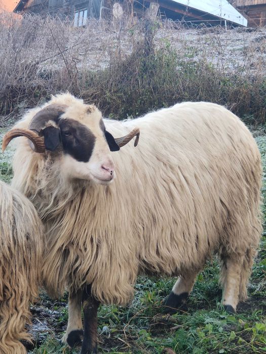 Berbec de un an  și jumătate