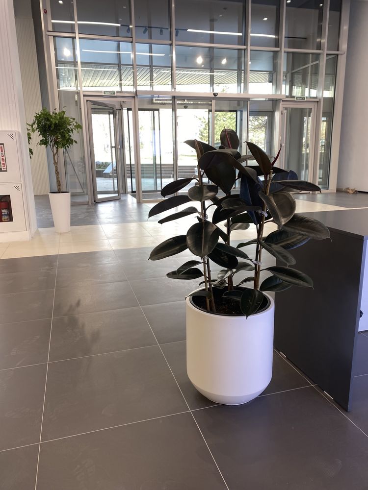 высокие долларовое дерево гигант фикус   цветы для офиса кафе