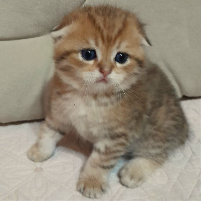 Продается шикарный мальчик скотишфолд,золотая шиншилла.