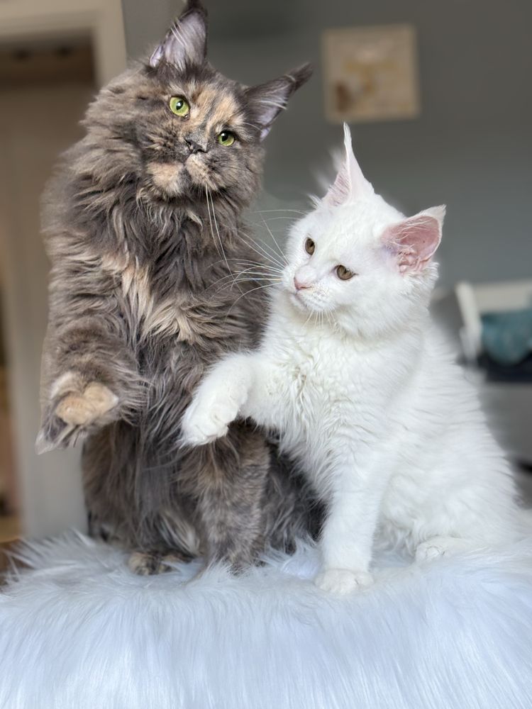 Мейн кун котенца / Мейн куун котенца / Maine coon kittens