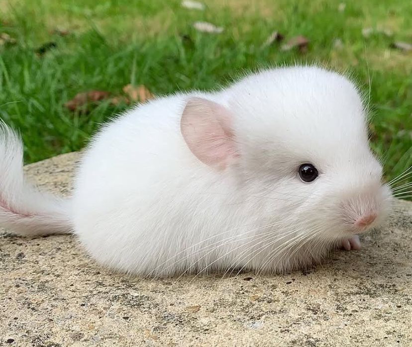 Pui de chinchilla sinsila cincila chinchila
