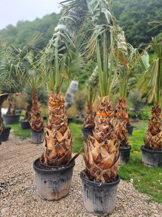 Palmier Washingtonia Rezistent la ingheț