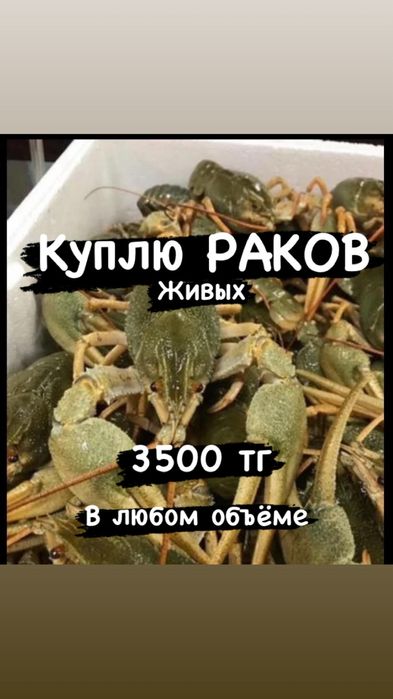 Раки оптом живой