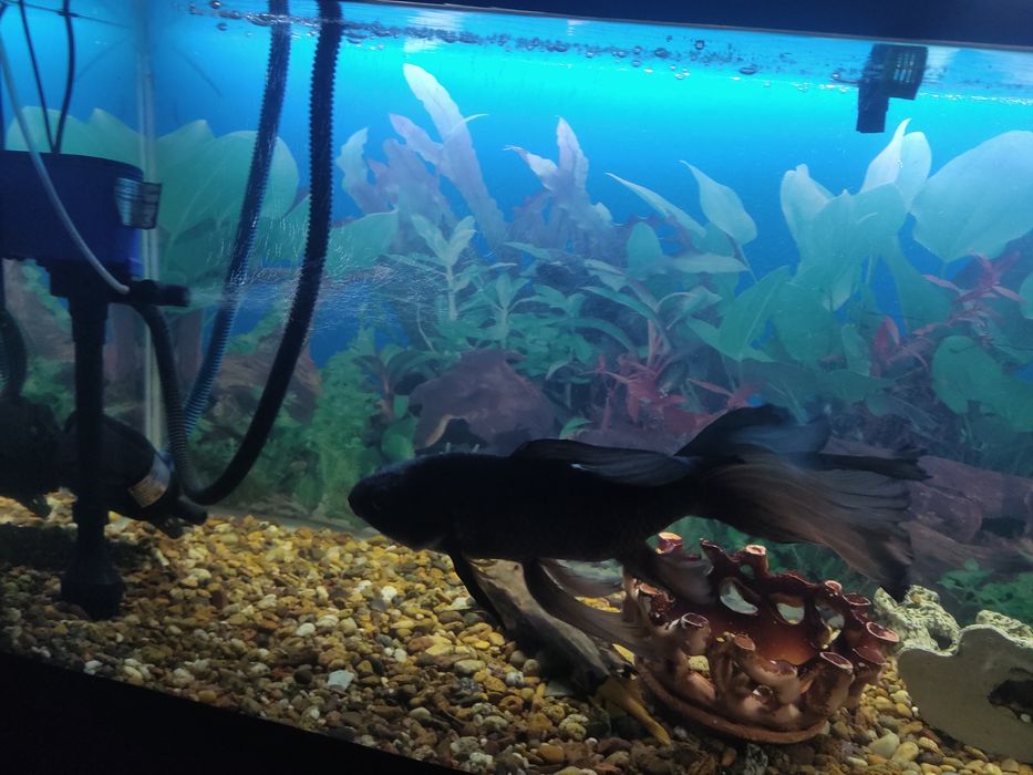 Үлкен аквариум балыгы