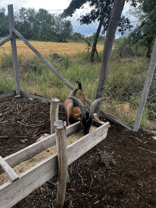 tap alpin francez de 2 ani