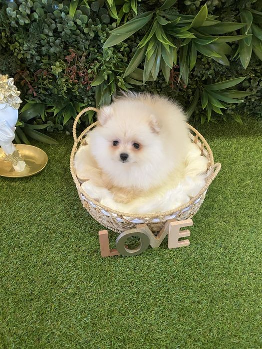 Pomeranian – talie mică, blăniță densă și aspect de ursuleț