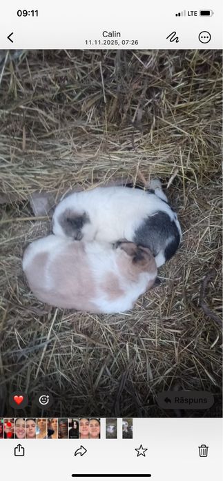 Donez catelusi foarte dragalasi