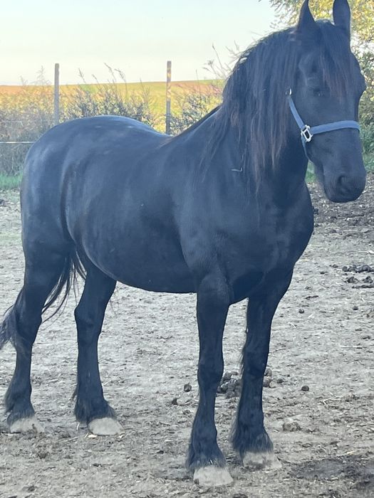 Iapa friesian de vanzare