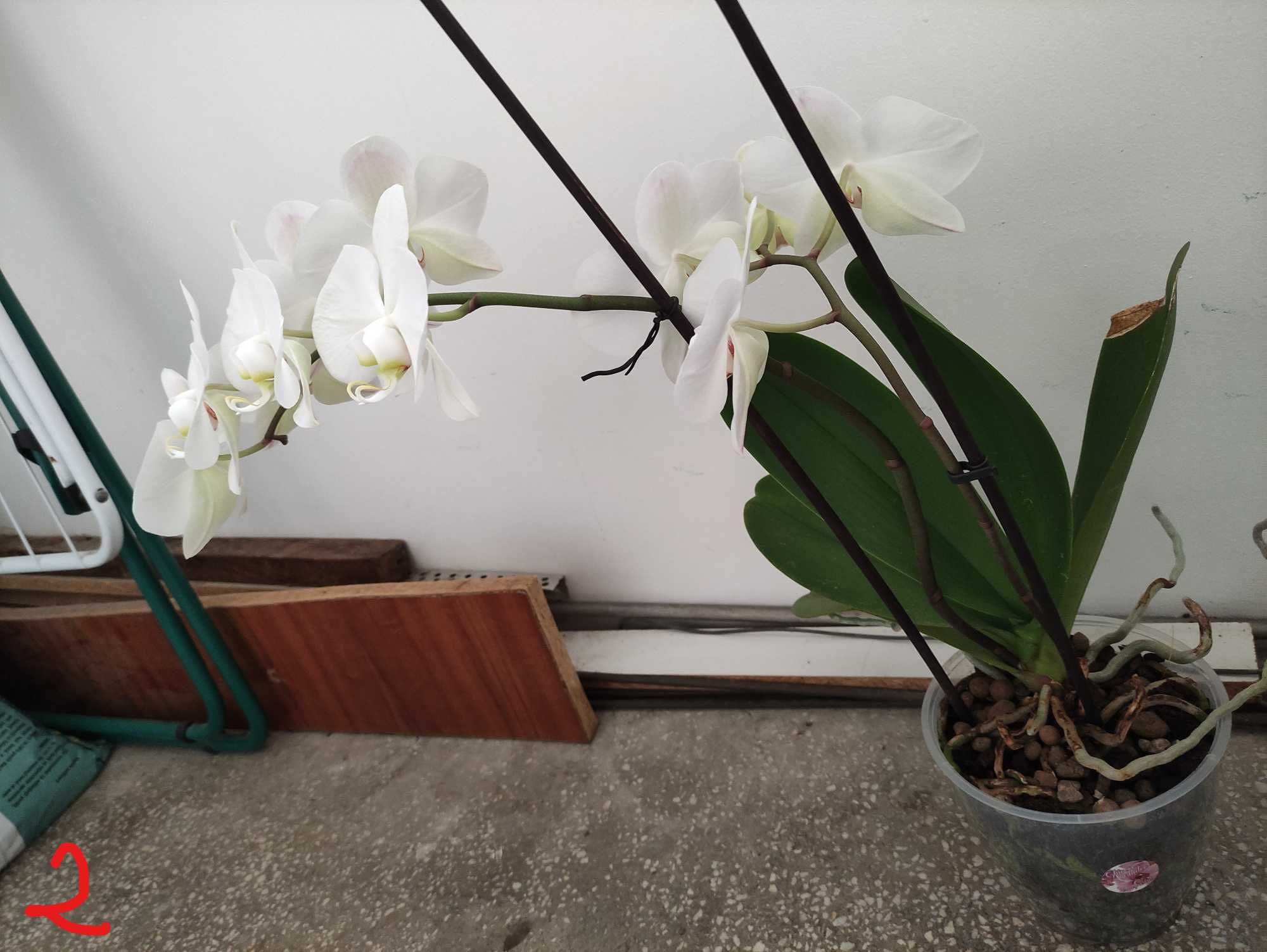 Orhidee phalaenopsis naturale