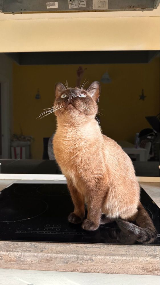Кошка Ева ищет дом
