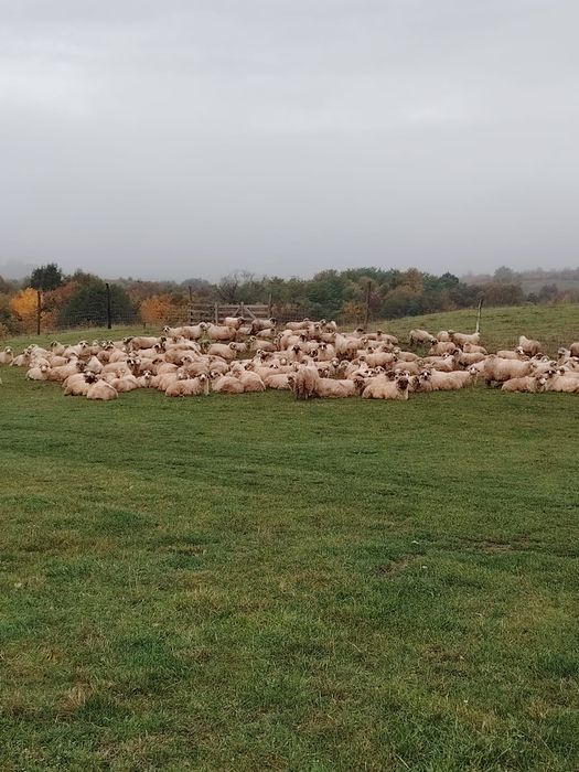 Vand 150 oi turcane frumoase și bune de lapte oi de producție