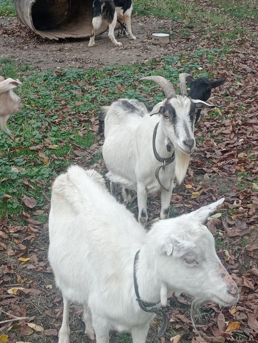 Vînd capere și un țap