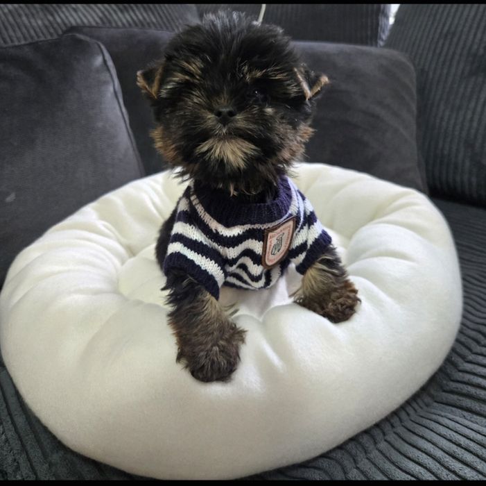 Йоркшерски териер ,Йорки мини