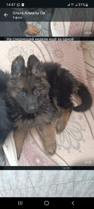 Немецкая овчарка. Премиум щенки международного уровня. КНОРК, СКК-FCI