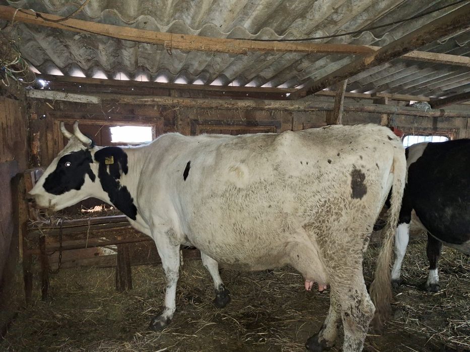 Vând 3 vaci de lapte