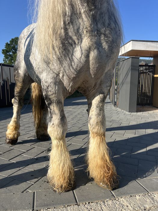 armasar greu deosebit de cuminte