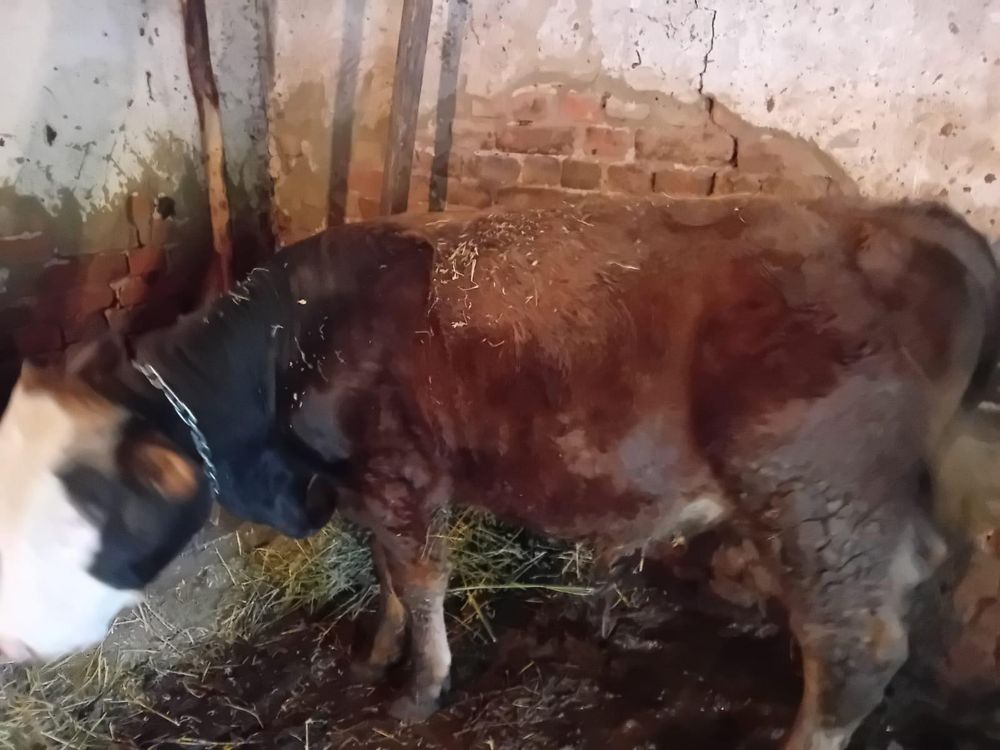 Vaca cu vitel in burta de 3 luni si tauras 7 luni