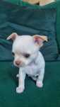 Chihuahua băieți