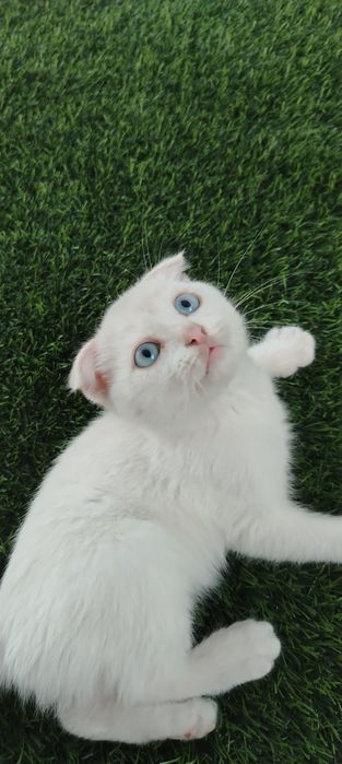 Отдам котика только в хорошие руки!