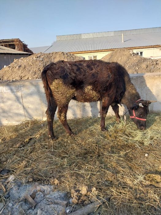 Срочно Продается тёлочка