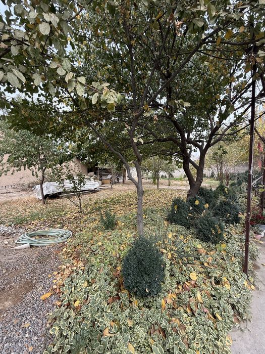 Nazarbek tarnovda 7.7 sotixli uy sotiladi