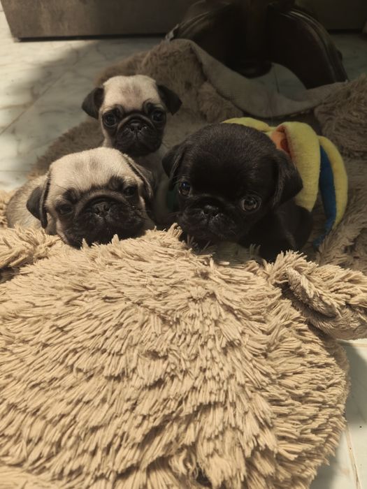 Продавам мопсчета