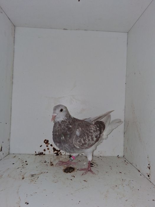 Porumbei voiajori, femele si tineret