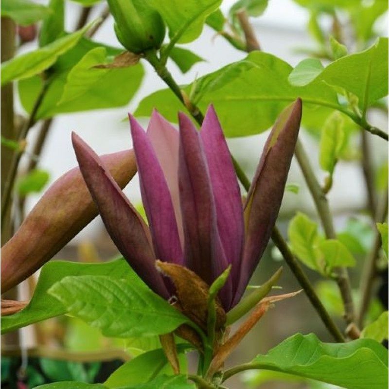 Magnolia Black Beauty - Черна красавица