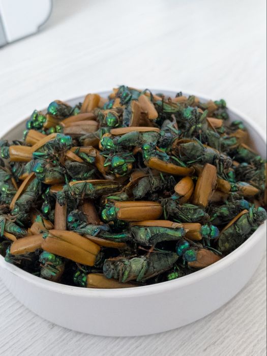 Алтын коныз майский жук золотой жук