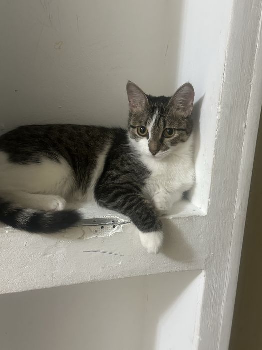 Отдам в добрые руки