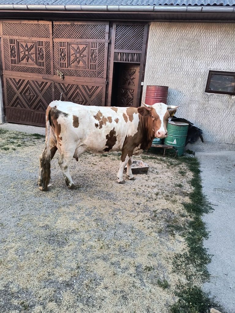 Vacă bună de lapte