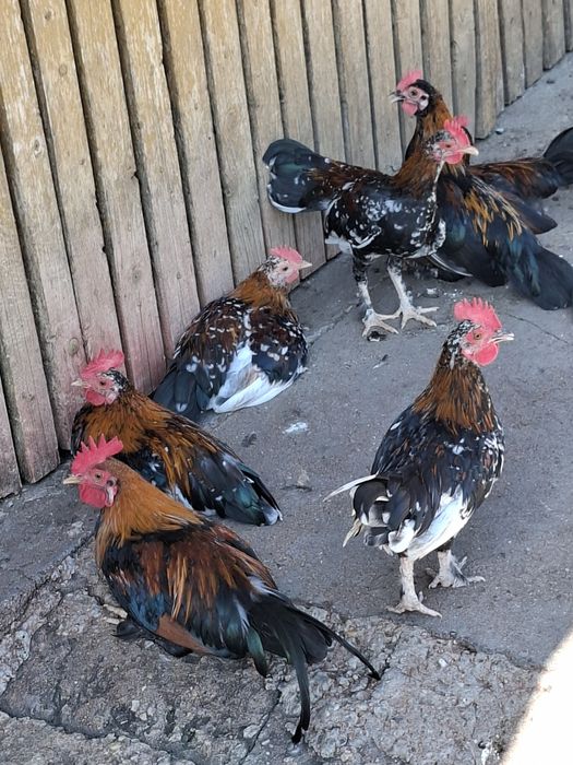 Cocoșii pitici de anul acesta