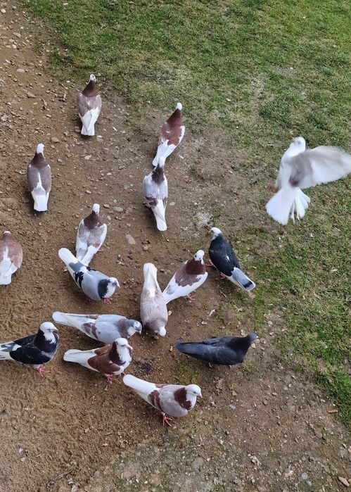 Porumbei jucători rolari de Birmingham