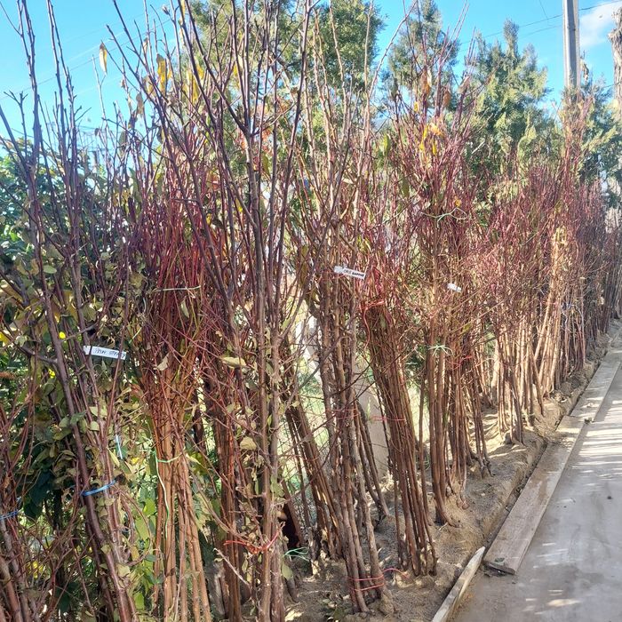 Pomi fructiferi de toate soiurile – altoiți, sănătoși și productivi