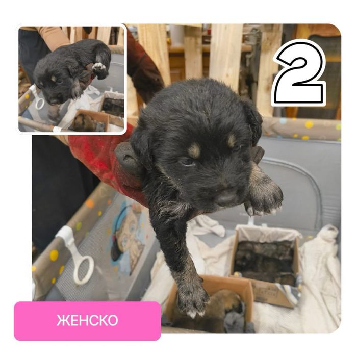 Подаряват се бебета кученца