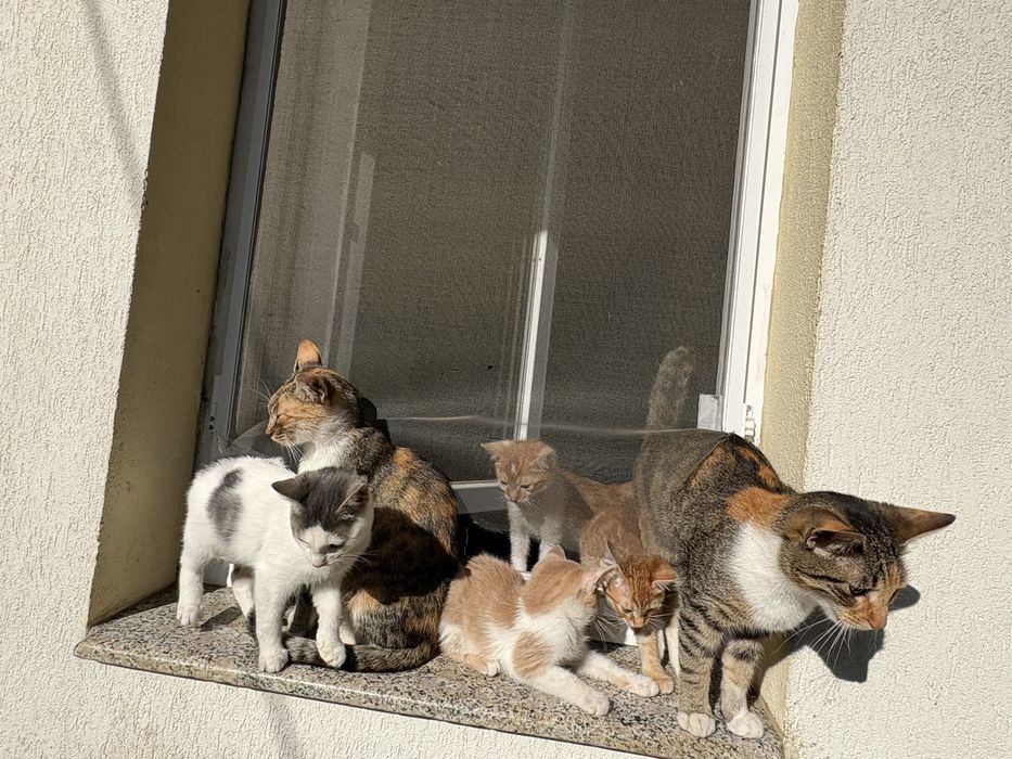 7 Catei si 3 pisici spre adoptie