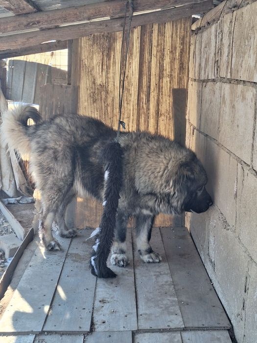 Femelă ciobanesc caucazian