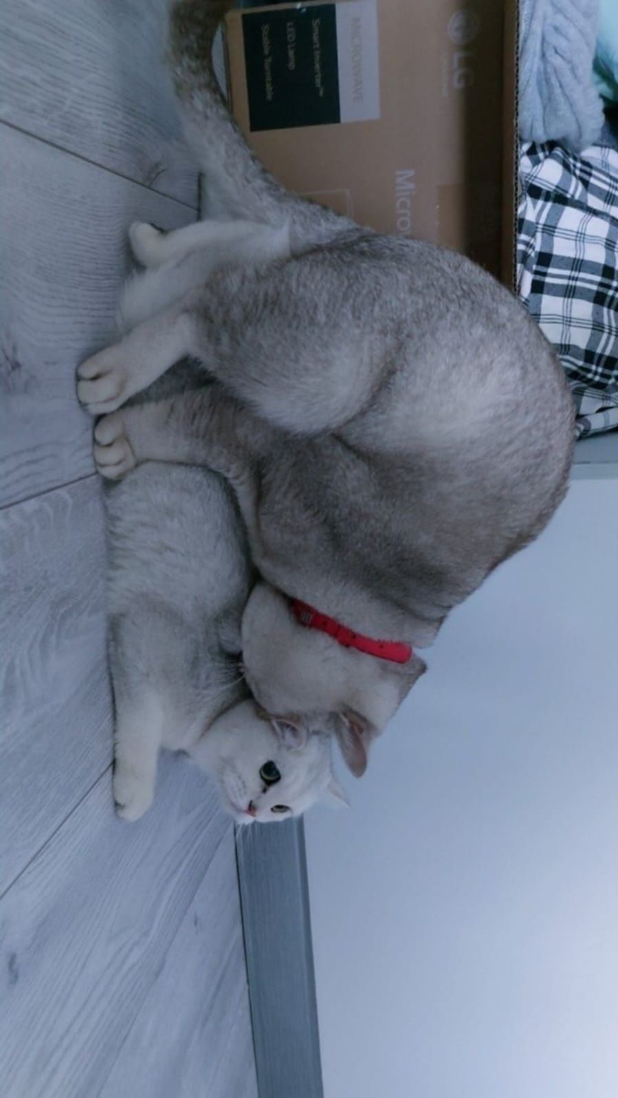 Вязка, Кот, с опытом