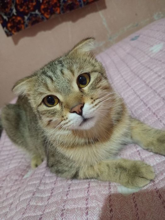 Мушук йуколган топганлар мукофатланади